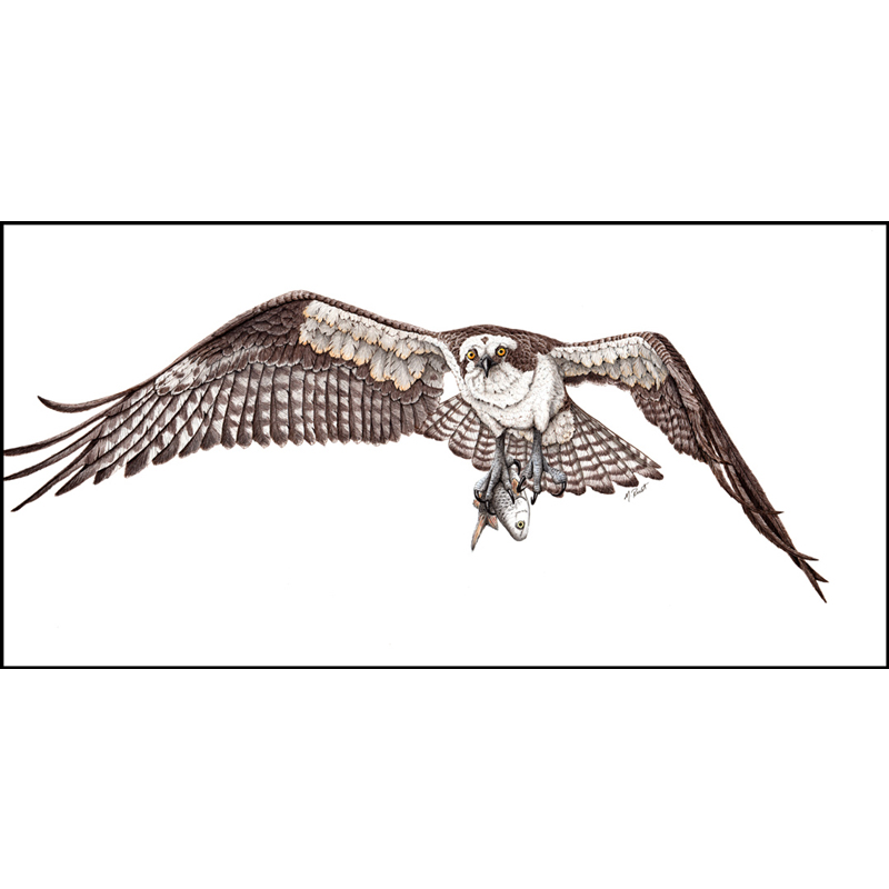 Fish Hawk” (Osprey) – Marie Rust