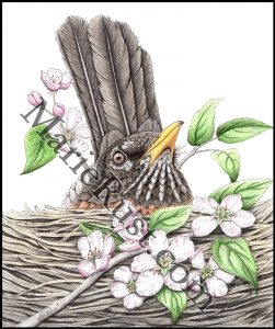 American-Robin-nesting