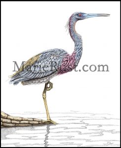 tri-colored-heron