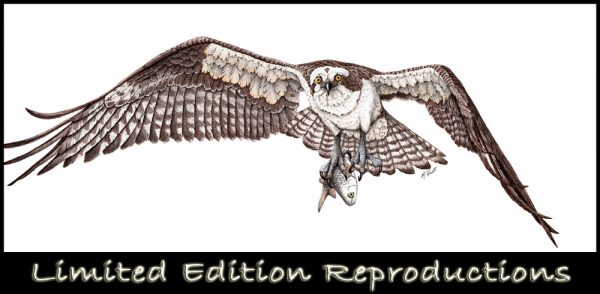 Reproductions