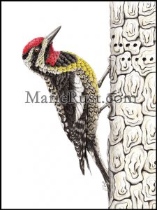 yellow-bellied-sapsucker001
