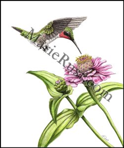 Ruby-throated-hummingbird