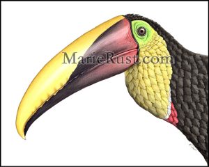 Yellow-throated-toucan