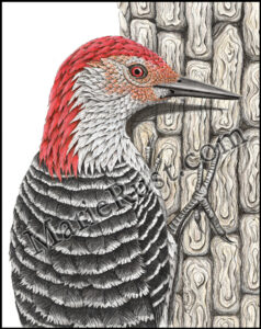 Red-bellied-Woodpecker-2