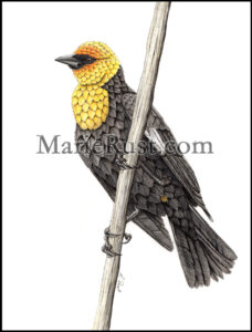 Yellow-headed-blackbird