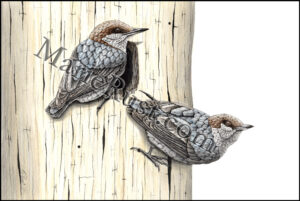 brown-headed-nuthatches