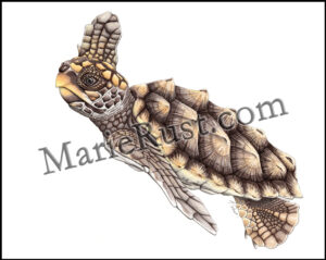loggerhead-sea-turtle