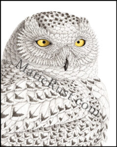 Snowy-Owl