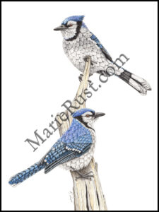 Blue-jays-2