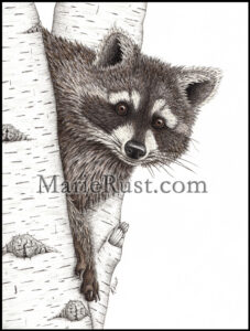 raccoon