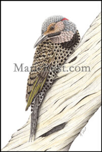 northern-flicker-4