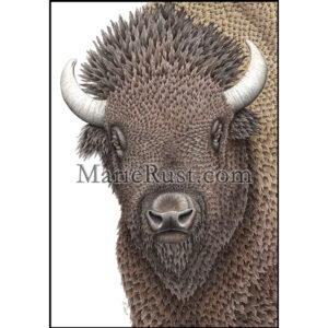 "American" (American Bison)