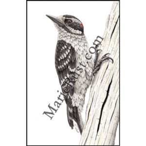 A Hairy Situation (Hairy Woodpecker)