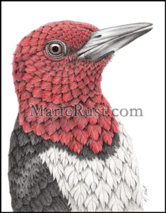 Red-headed-woodpecker-2