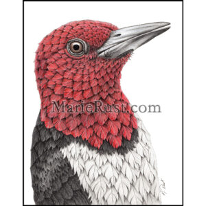 "Rose Madder" (Red-headed woodpecker)