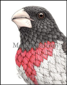 Rose-breasted-grosbeak