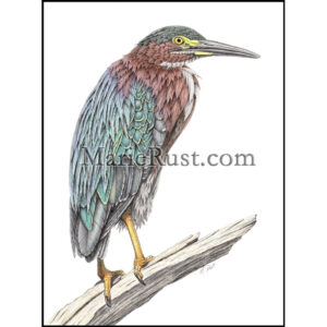 "Sunshine" (Green Heron)