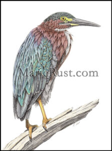 green-heron003
