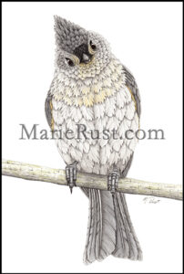 Tufted-titmouse