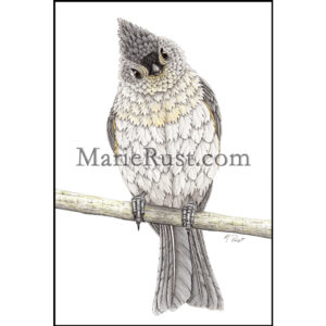 "What's Up?" (Tufted titmouse)