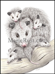 Opossum