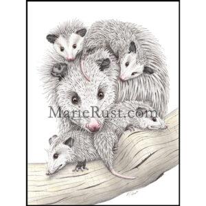 "The Mother Load" (Virginia Opossum)